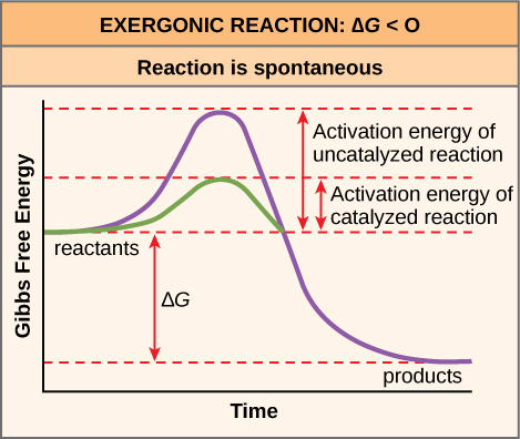 Activation energy diagram for an exergonic reaction. The vertical axis is Gibbs free energy; the horizontal axis is time. Two curves rise from a "reactants" plateau to a peak and fall to a "products" plateau, with the uncatalyzed reaction's peak markedly higher than the catalyzed one. Arrows label "Activation energy of uncatalyzed reaction" and "Activation energy of catalyzed reaction".