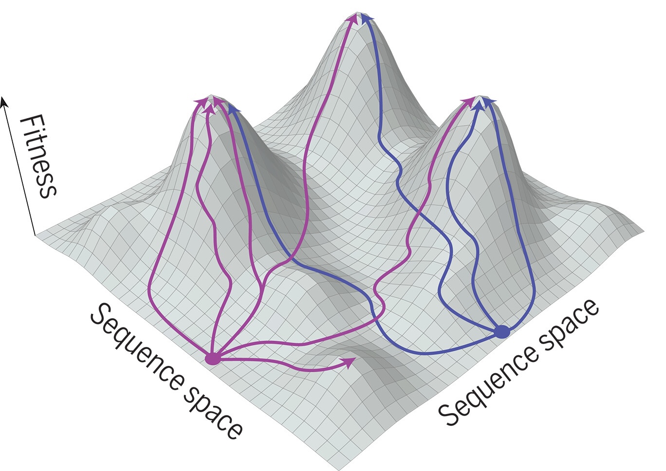A three-dimensional fitness landscape rendered as a grey mesh surface with three peaks rising from a flat plain. The vertical axis is labelled "Fitness" and both horizontal axes are labelled "Sequence space". Two starting points, one magenta and one blue, each send several curved trajectories uphill toward different peaks, illustrating that populations starting from different points climb to different local optima.